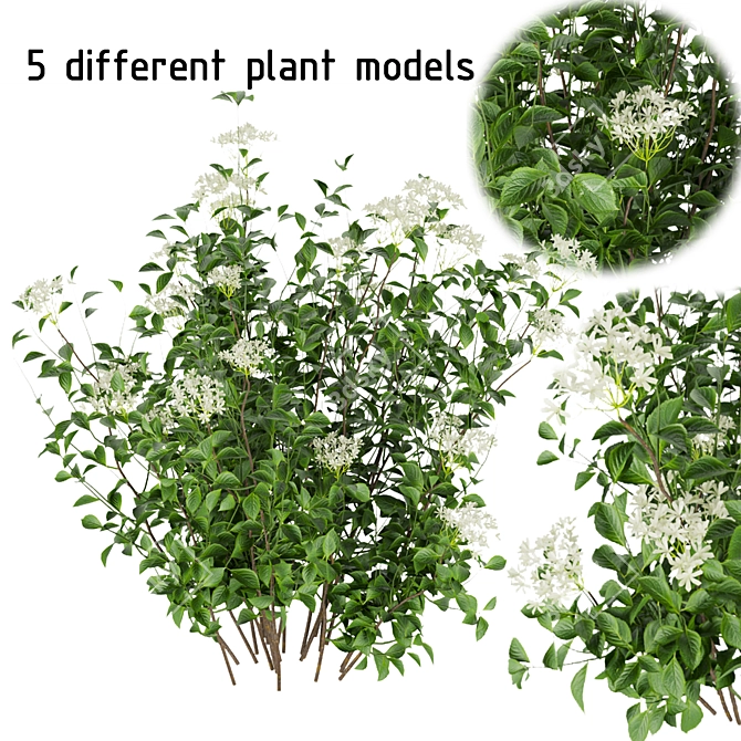 Hydrangea Leaf Bush: Collection Vol 308 3D model image 1