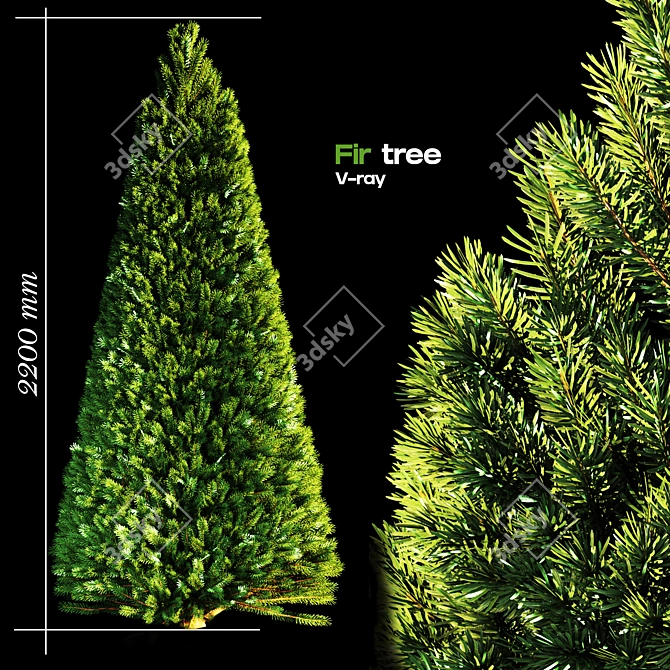 Evergreen Fir Tree - 3D Model 3D model image 1