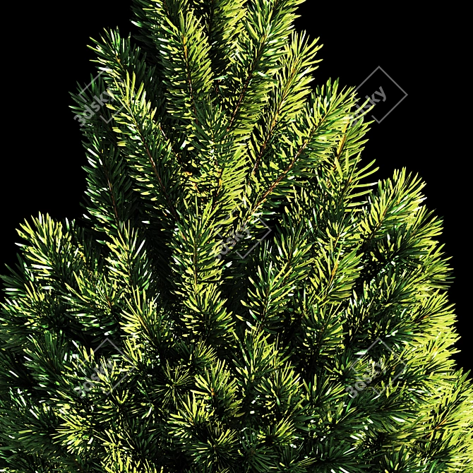 Evergreen Fir Tree - 3D Model 3D model image 2