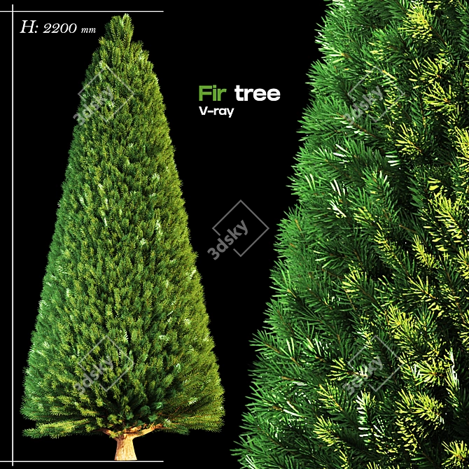 Evergreen Fir Tree - 3D Model 3D model image 4