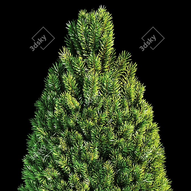 Evergreen Fir Tree - 3D Model 3D model image 5