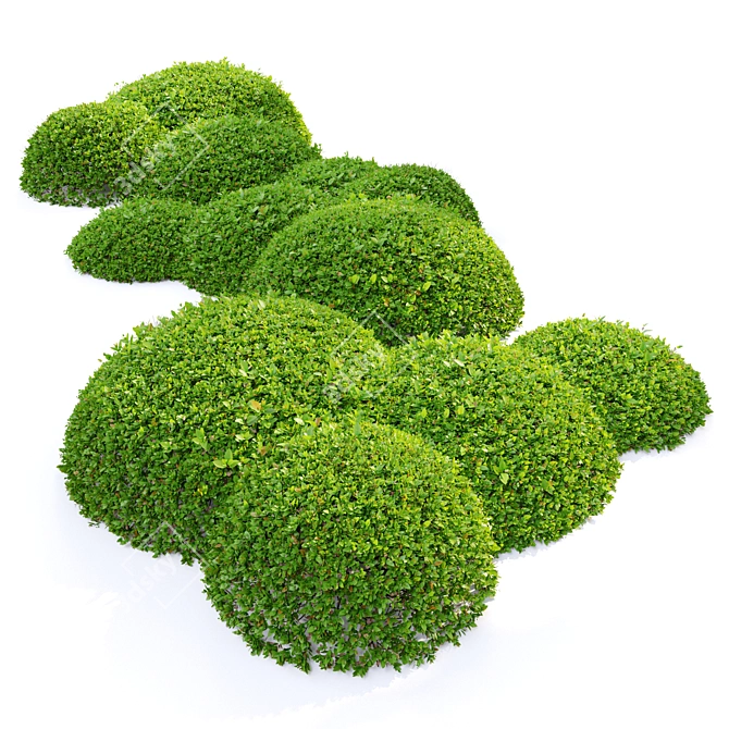  Emerald Green Ligustrum Bush 3D model image 3