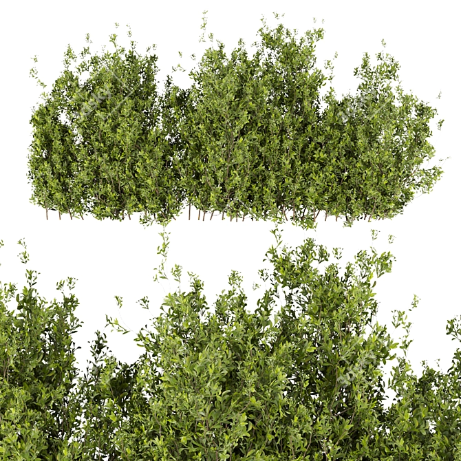 Leafy Collection: Volume 309 Bush 3D model image 4