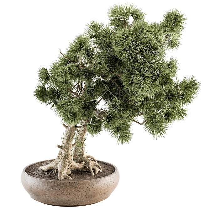 Pine Bonsai Plant - Indoor Zen 3D model image 1