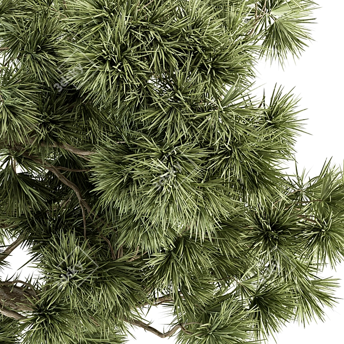 Pine Bonsai Plant - Indoor Zen 3D model image 2
