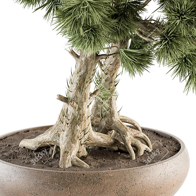 Pine Bonsai Plant - Indoor Zen 3D model image 3