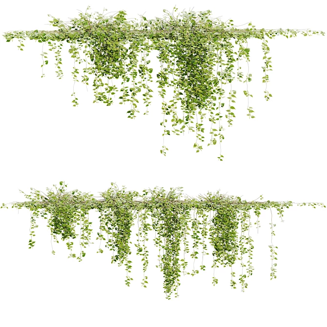 Elegant Ivy Plants 15 3D model image 1