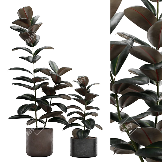 Burgundy Rubber Tree: Tropical Flair 3D model image 2