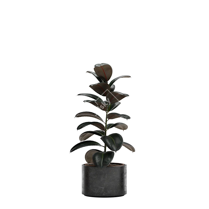 Burgundy Rubber Tree: Tropical Flair 3D model image 5