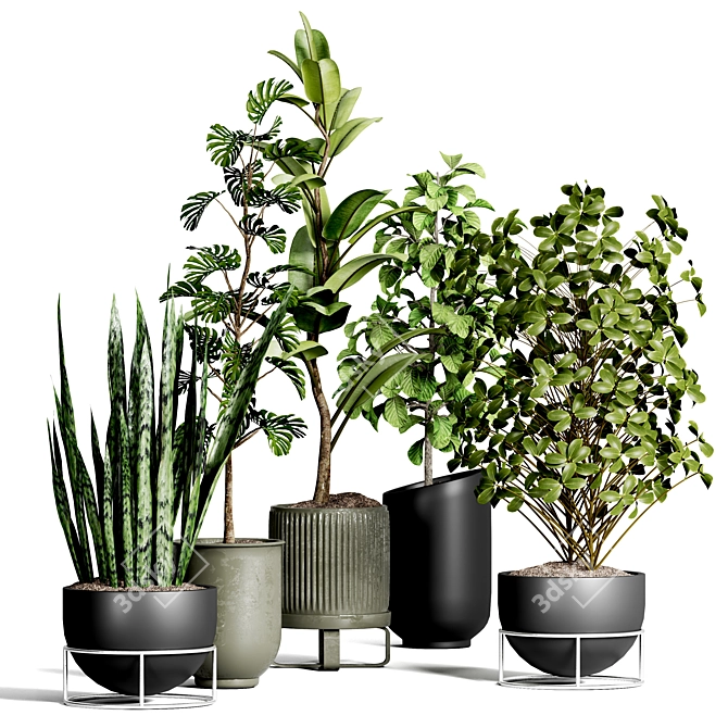Indoor Plant Collection 43 3D model image 1