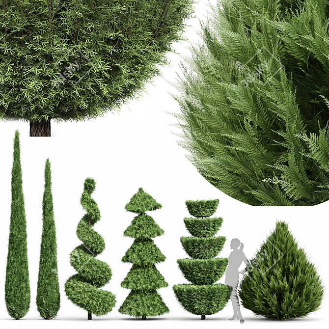 Beloved Italian Cypress: 6 Stunning Trees 3D model image 1