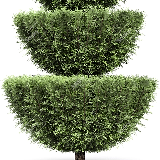 Beloved Italian Cypress: 6 Stunning Trees 3D model image 2