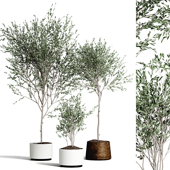 Indoor Plant Collection 3D model image 4