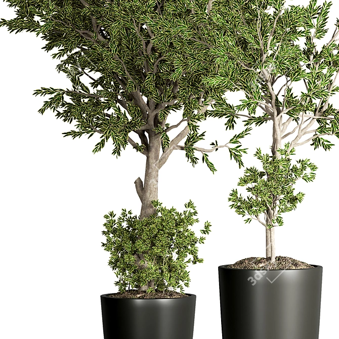 Indoor Plant Collection: 48 Varieties 3D model image 3
