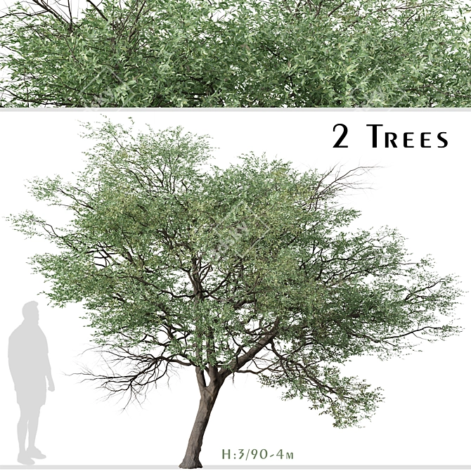 Silver Cluster-Leaf: Set of 2 Terminalia sericea Trees 3D model image 1