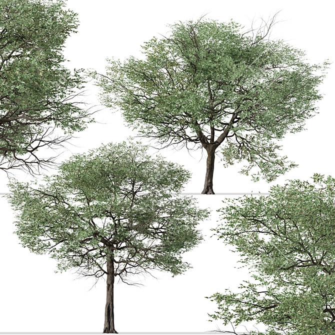 Silver Cluster-Leaf: Set of 2 Terminalia sericea Trees 3D model image 2