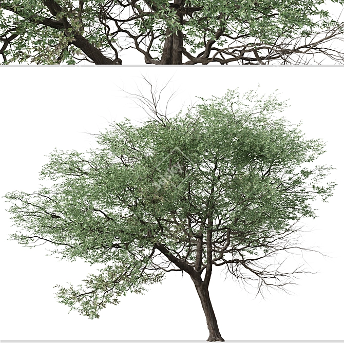 Silver Cluster-Leaf: Set of 2 Terminalia sericea Trees 3D model image 3