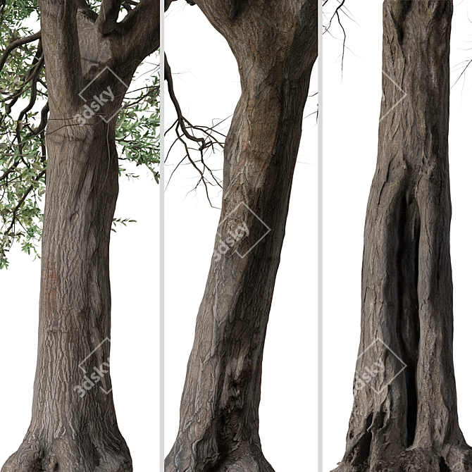 Silver Cluster-Leaf: Set of 2 Terminalia sericea Trees 3D model image 4