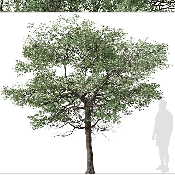 Silver Cluster-Leaf: Set of 2 Terminalia sericea Trees 3D model image 5