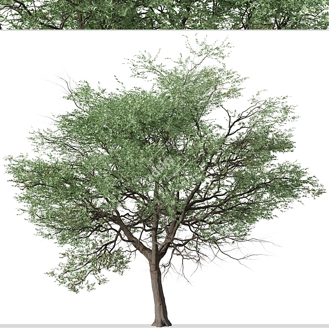 Silver Cluster-Leaf: Set of 2 Terminalia sericea Trees 3D model image 6