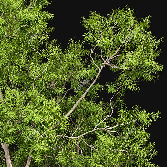 Premium Tree Models: Acer Saccharinum & Corymbia Aparrerinja 3D model image 3