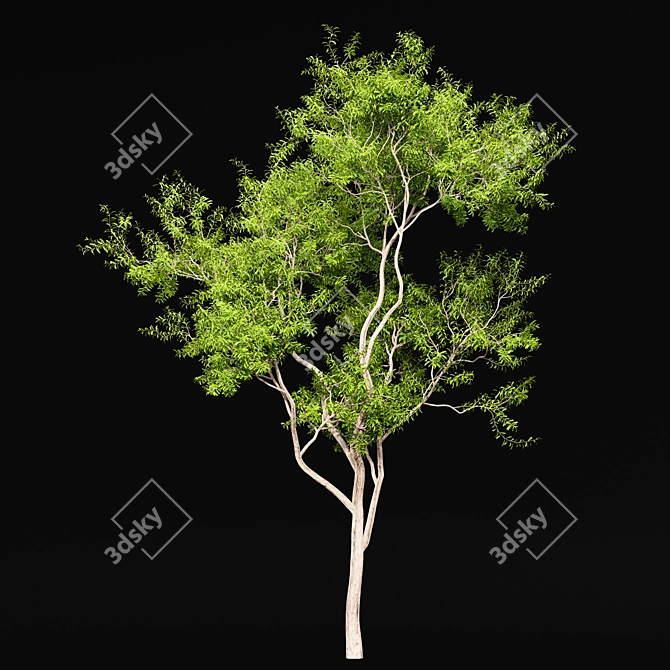 Premium Tree Models: Acer Saccharinum & Corymbia Aparrerinja 3D model image 5