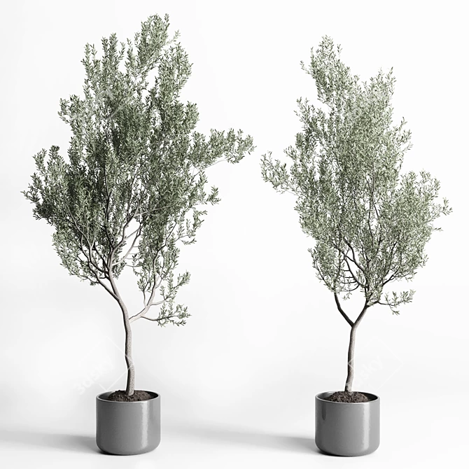 Indoor Olive Tree in Concrete Vase 3D model image 1