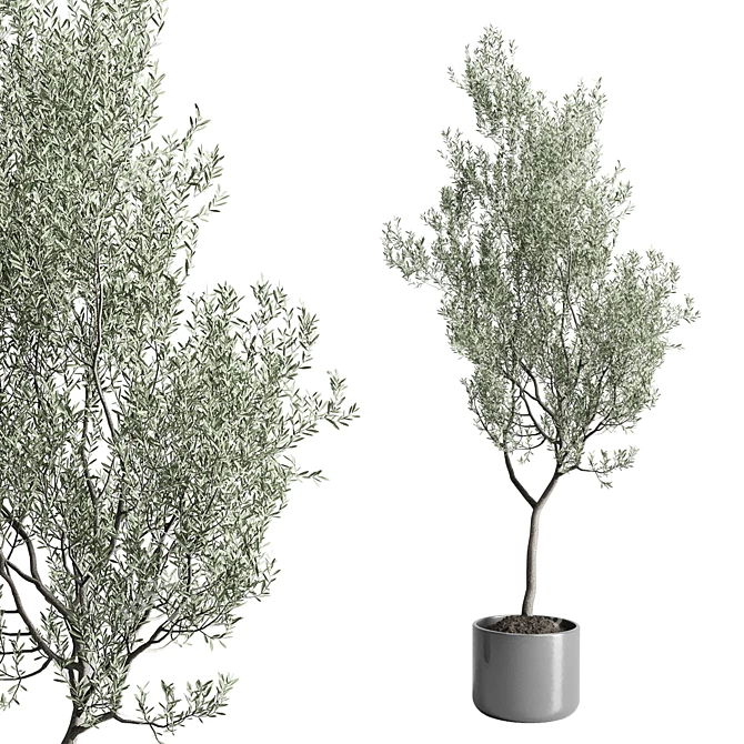 Indoor Olive Tree in Concrete Vase 3D model image 2