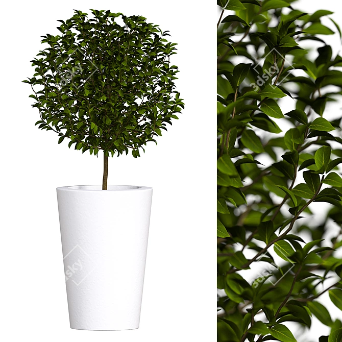 Boxwood in a Pot: 2017 Version 3D model image 1