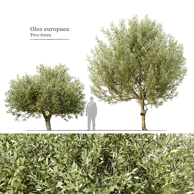 Majestic Olive Trees 2-Pack 3D model image 1