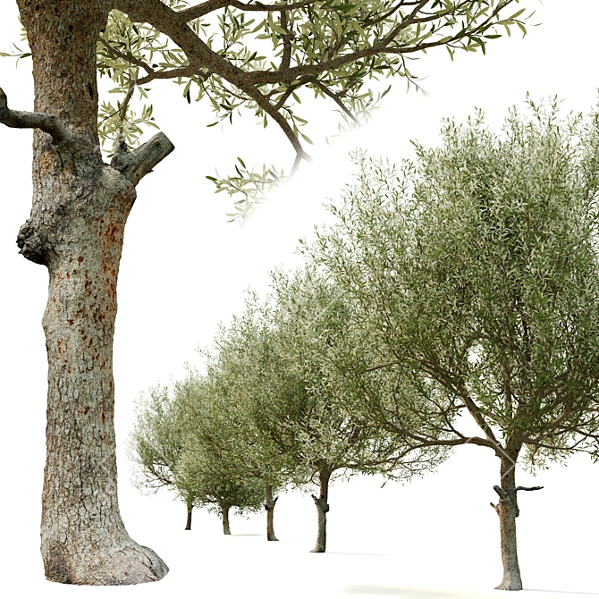 Majestic Olive Trees 2-Pack 3D model image 3