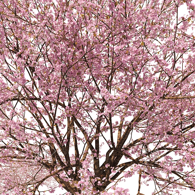 Spring Cerasus Tree: Pink Blossom Beauty 3D model image 2