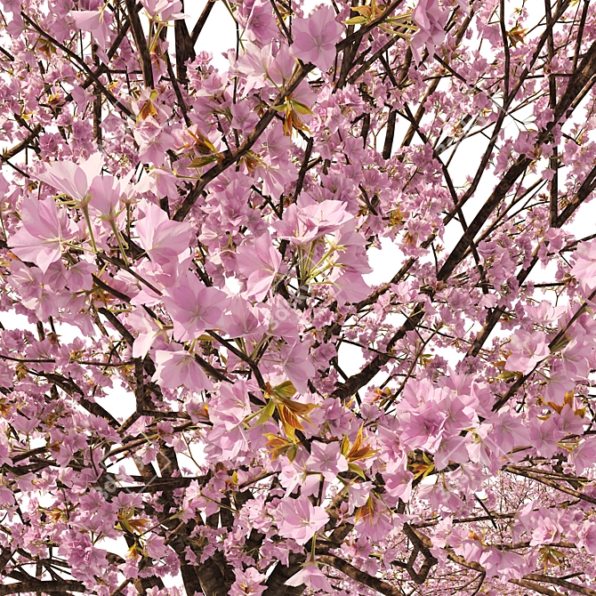 Spring Cerasus Tree: Pink Blossom Beauty 3D model image 3