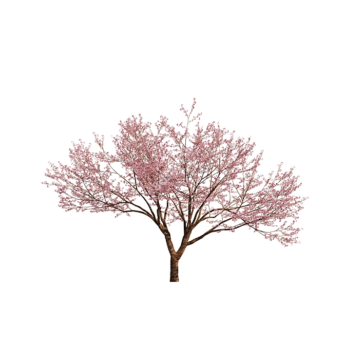 Spring Cerasus Tree: Pink Blossom Beauty 3D model image 5