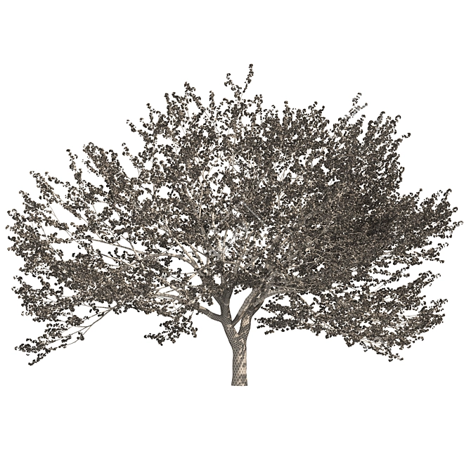 Spring Cerasus Tree: Pink Blossom Beauty 3D model image 6