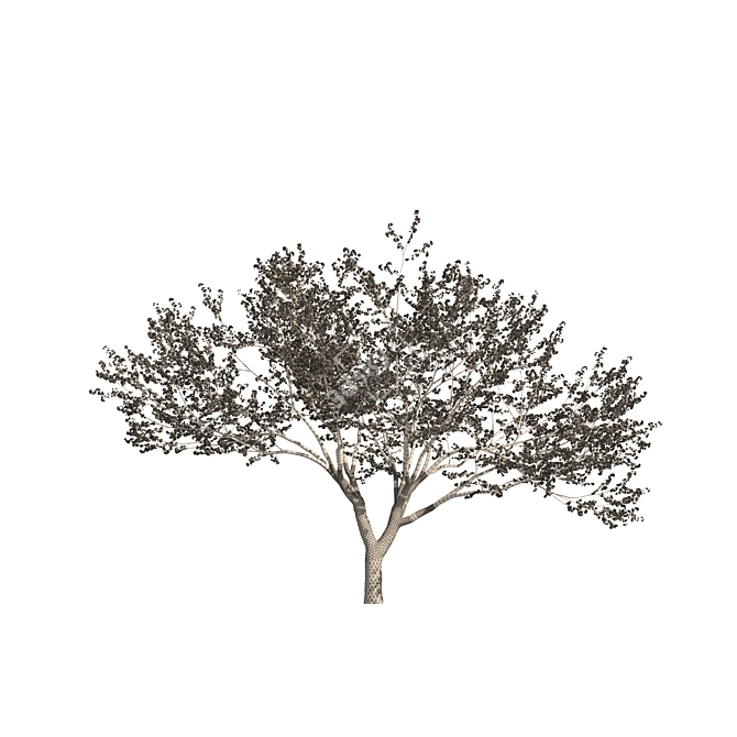 Spring Cerasus Tree: Pink Blossom Beauty 3D model image 7