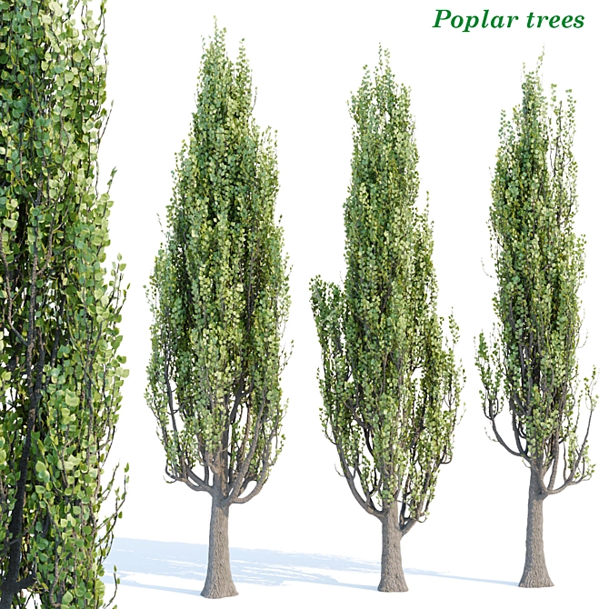 Poplar Tree Collection Vol 76: Tall and Realistic Models 3D model image 1