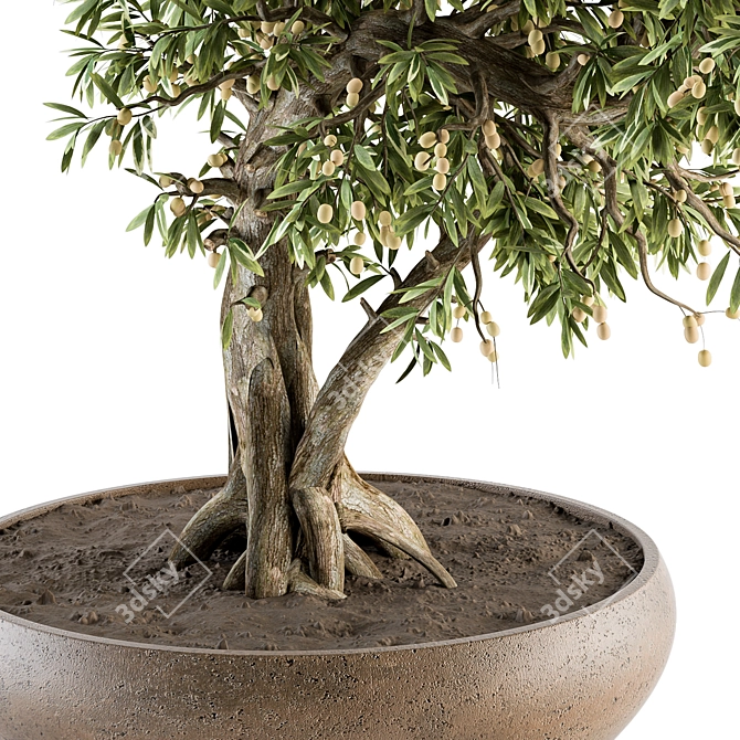 Zen Bonsai: Indoor Plant Set 3D model image 3