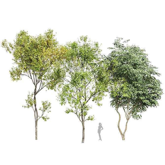 Japanese Cherry & Acer Leaf Trees-3D Models 3D model image 1