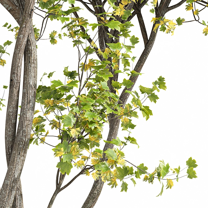 Japanese Cherry & Acer Leaf Trees-3D Models 3D model image 3