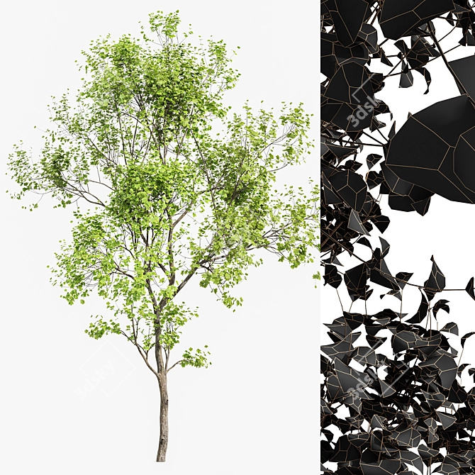 Japanese Cherry & Acer Leaf Trees-3D Models 3D model image 7