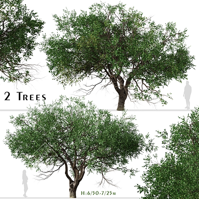 Black Olive Tree Set: Enchant Your Space 3D model image 1