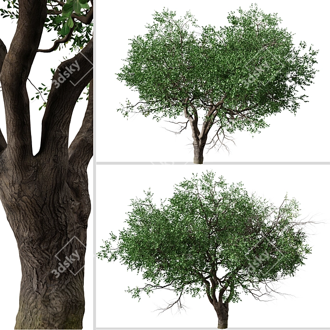 Black Olive Tree Set: Enchant Your Space 3D model image 4