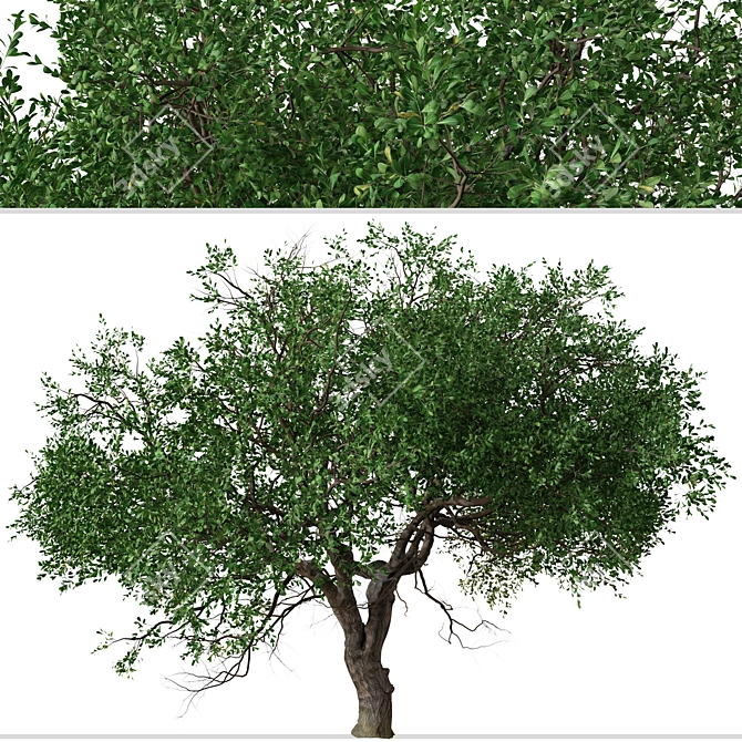 Black Olive Tree Set: Enchant Your Space 3D model image 6