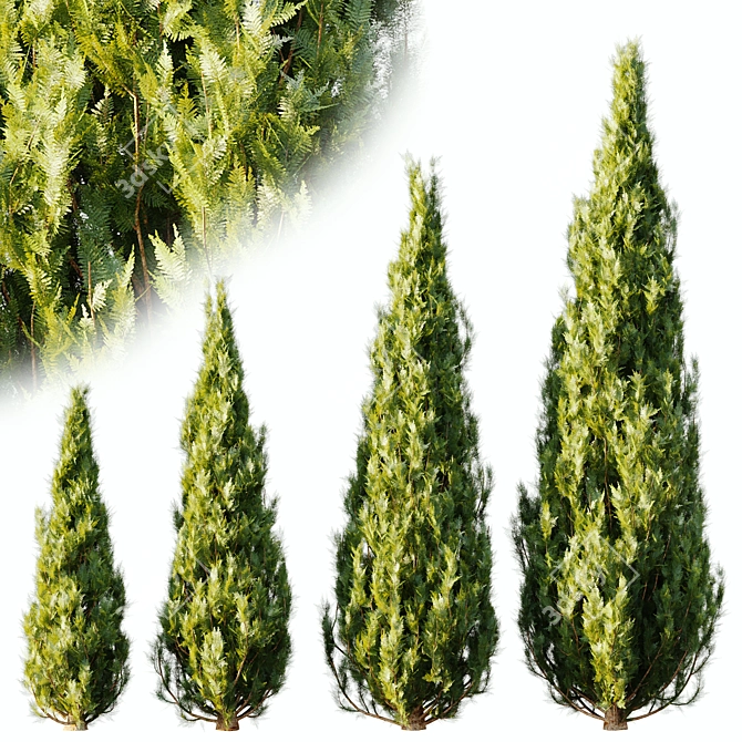 Exquisite Thuja 2015: V-Ray/Corona 3D model image 2