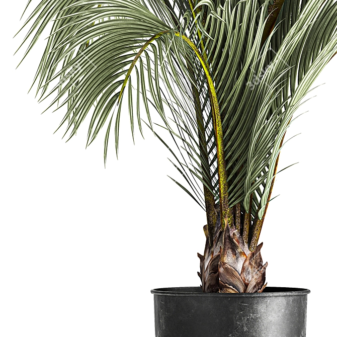 Areca Palm: Decorative Indoor Exotic 3D model image 3