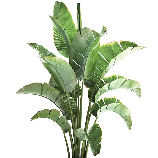 Tropical Plant Collection: Ravenala, Strelitzia, Banana Palm 3D model image 2