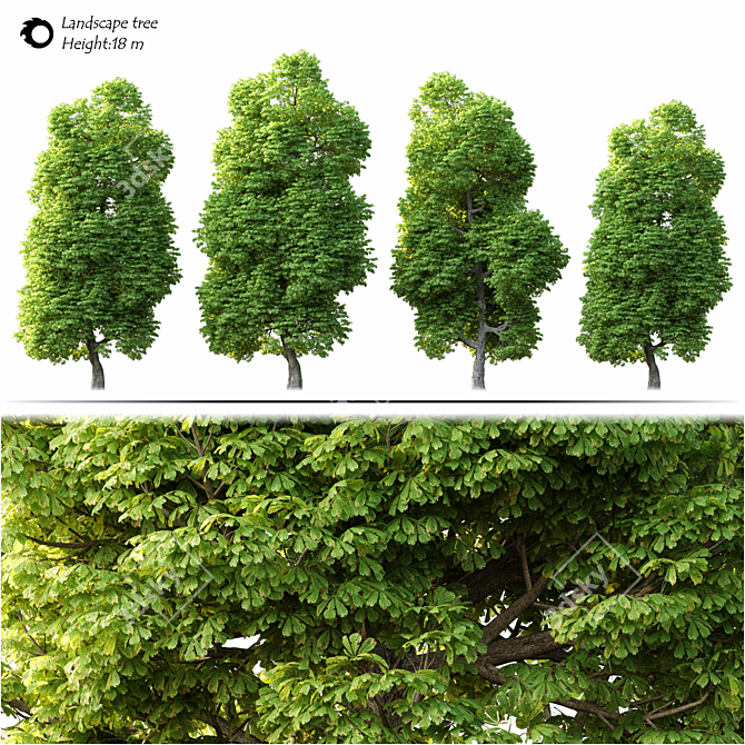 2014 Landscape Tree: Detailed 18м with Corona Render 3D model image 2