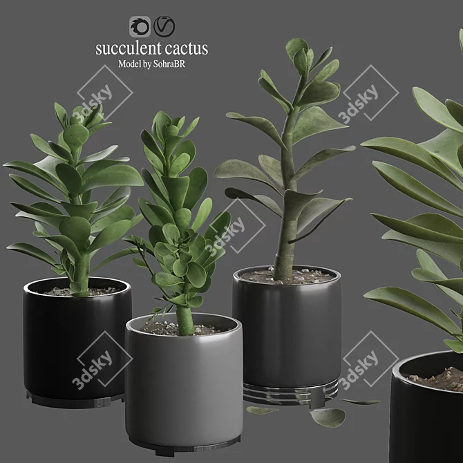 Premium Indoor Succulent Cactus | Stunning Décor 3D model image 1