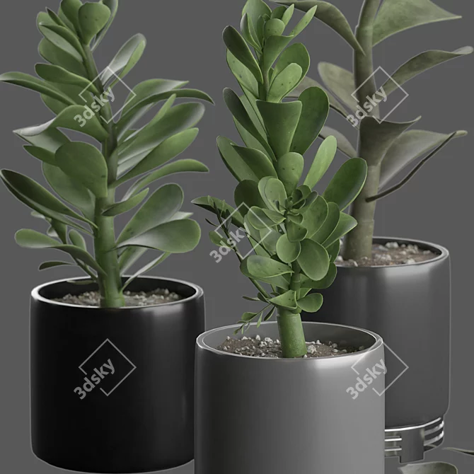 Premium Indoor Succulent Cactus | Stunning Décor 3D model image 2